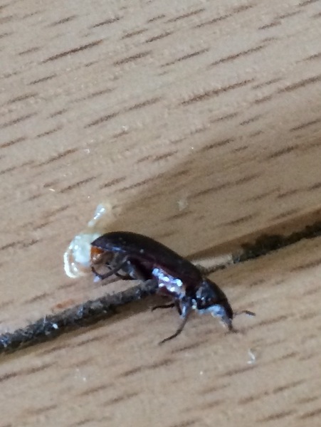 To ask you to tell me this isn't a cockroach. Bug pic included.