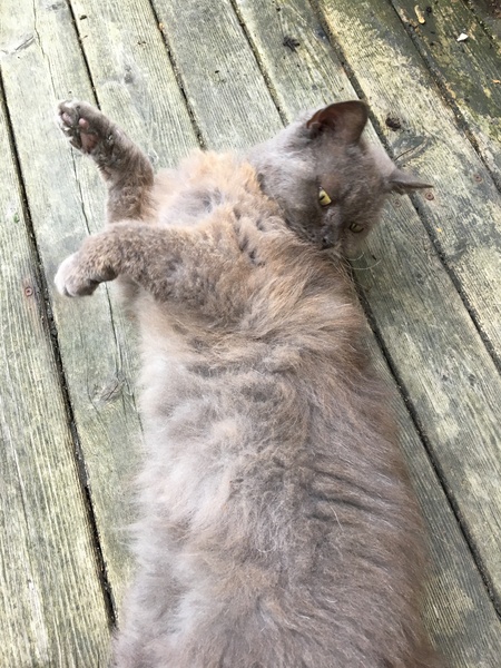 Cats still catting. What's your DCat up to today? Pt 3