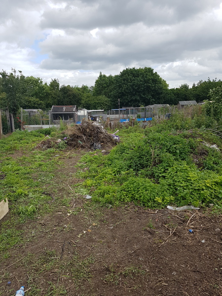 Allotment?Veg Patch Thread 10 - Plotmenters  busy into summer ! and loving James Wong