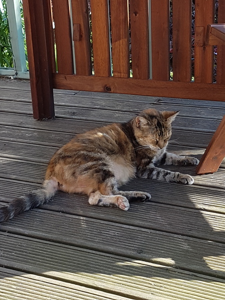 To adopt a stray cat halfway through a pregnancy??
