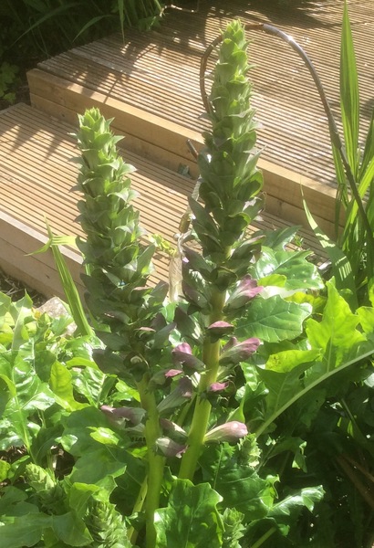 Mystery plant