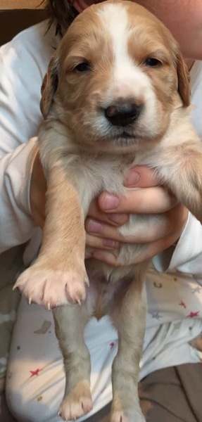 Does anyone fancy a "puppy survival" thread part 2