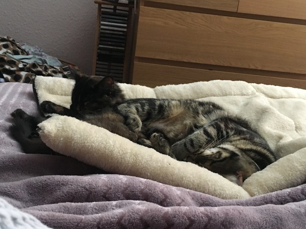 Cats still catting Part 4