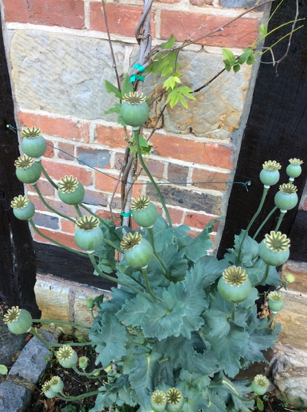 Can anyone tell me what this plant is please?