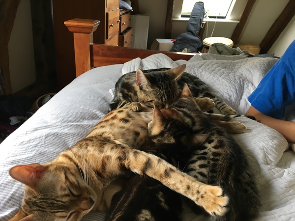 To love my kittens and want to see yours?