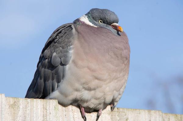 Anyone lost this? On my backstep if it's yours!