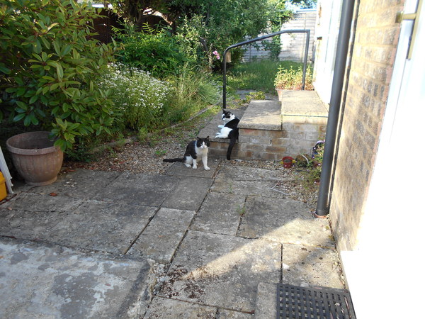 Cats still catting. What's your DCat up to today? Pt 3