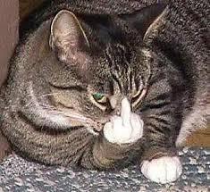 Can I stop another cat bullying my cat in our garden?