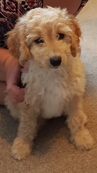 Our pup is here!