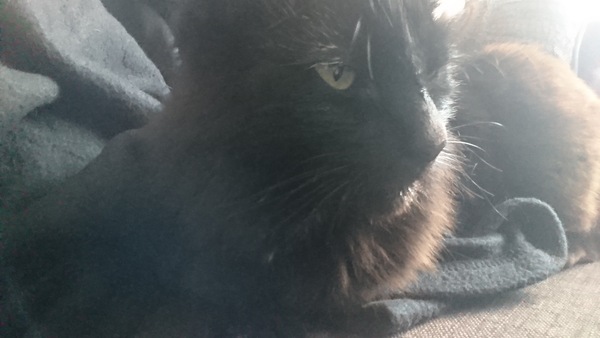 Friend won't take cats back, how do I be a responsible owner?