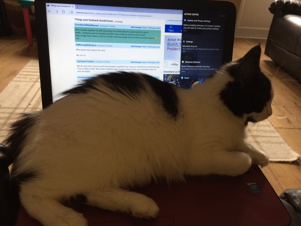 Cats still catting. What's your DCat up to today? Pt 3