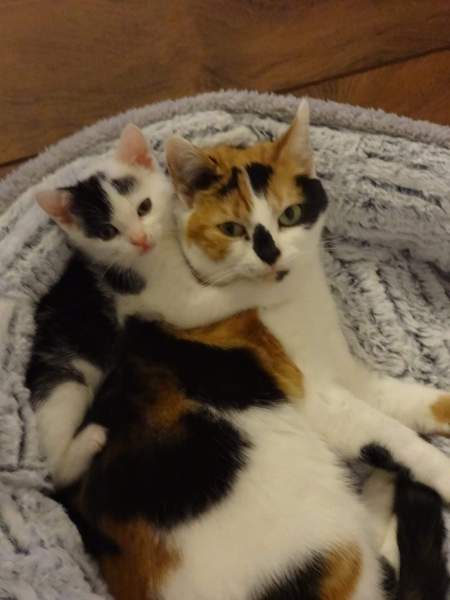 Can I get a kitten if I already have an adult cat?