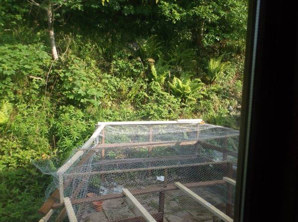 Outdoor cat run/ pen