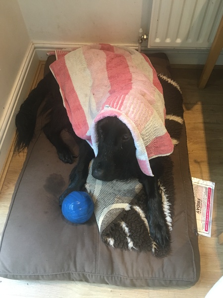 No excuse, just wanted to share a photo of our dog