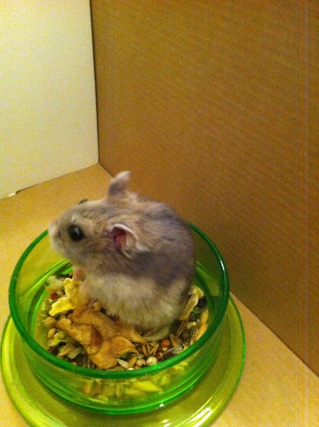 Can I give my hamster large vegetables to nibble at?