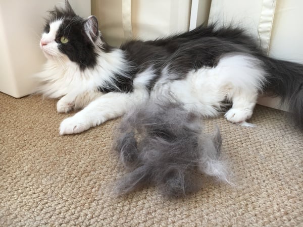 Cats still catting. What's your DCat up to today? Pt 3