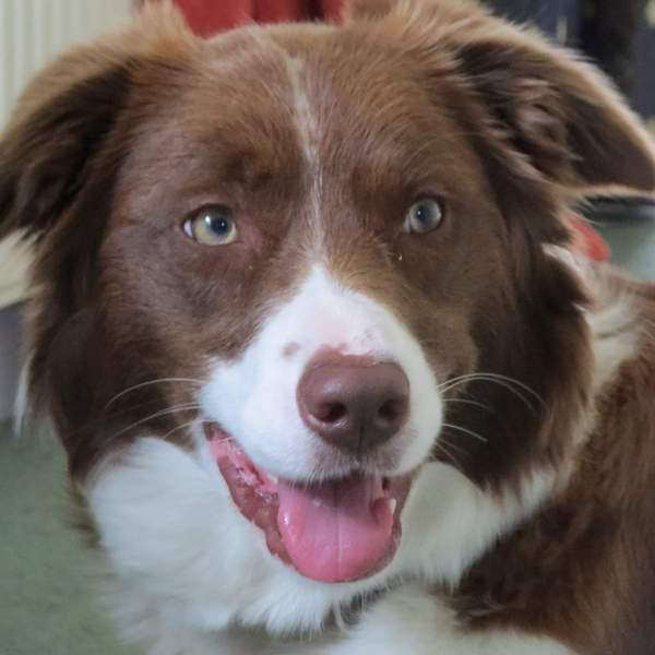 No excuse, just wanted to share a photo of our dog