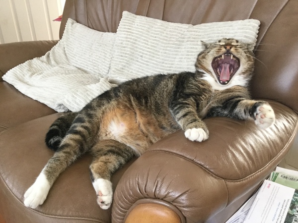 Can you look in your cat's mouth please?
