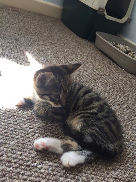 Name my kitty cat...
