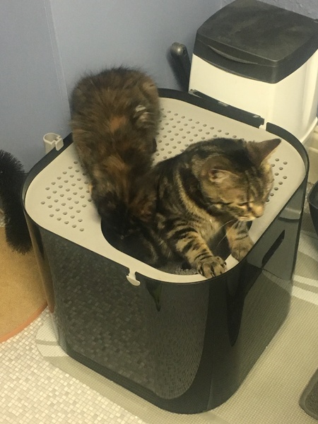 Cats still catting. What's your DCat up to today? Pt 3