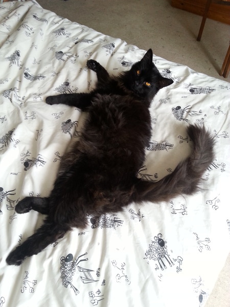 To love my kittens and want to see yours?