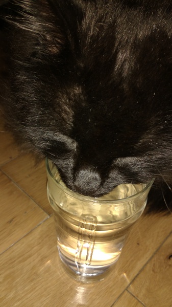 Cat drinking my juice out of my glass!
