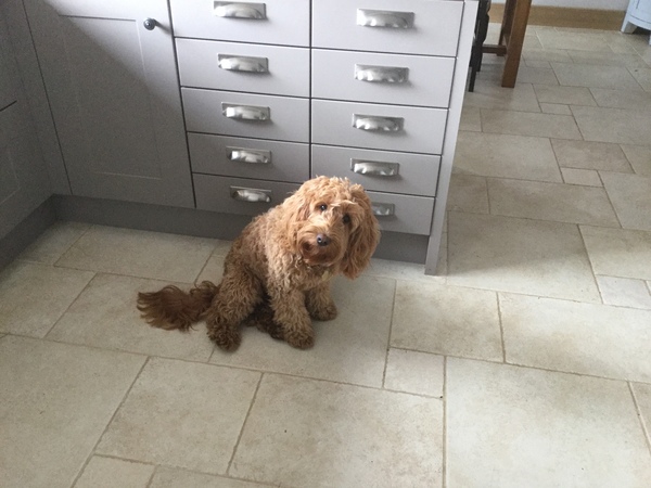 No excuse, just wanted to share a photo of our dog