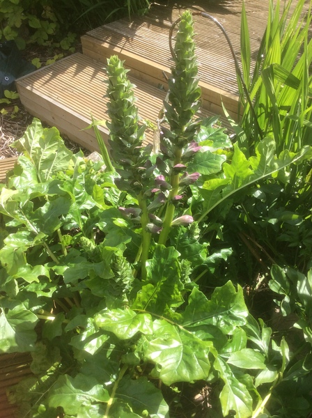 Mystery plant
