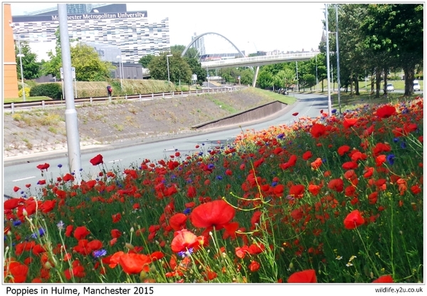To be pissed off with the poppies?