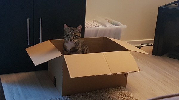 Cats still catting. What's your DCat up to today? Pt 3