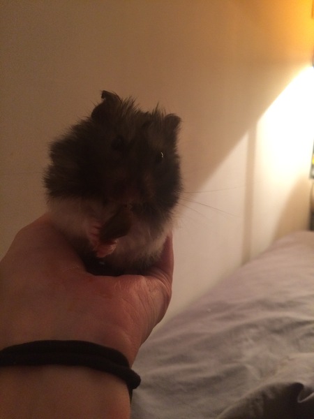 Can I give my hamster large vegetables to nibble at?