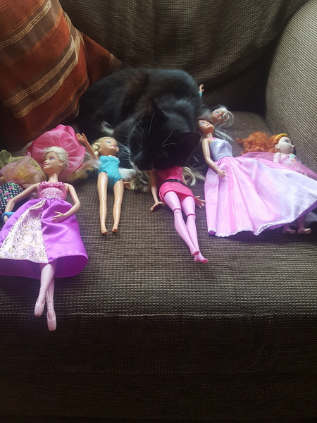 Cats still catting. What's your DCat up to today? Pt 3