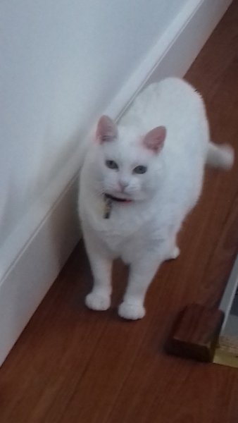 Cats still catting. What's your DCat up to today? Pt 3