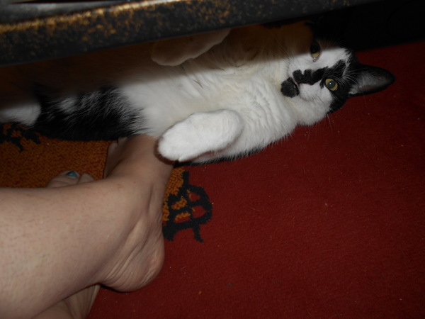 Cats still catting. What's your DCat up to today? Pt 3