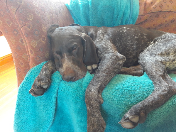 How is your dog helping you today?