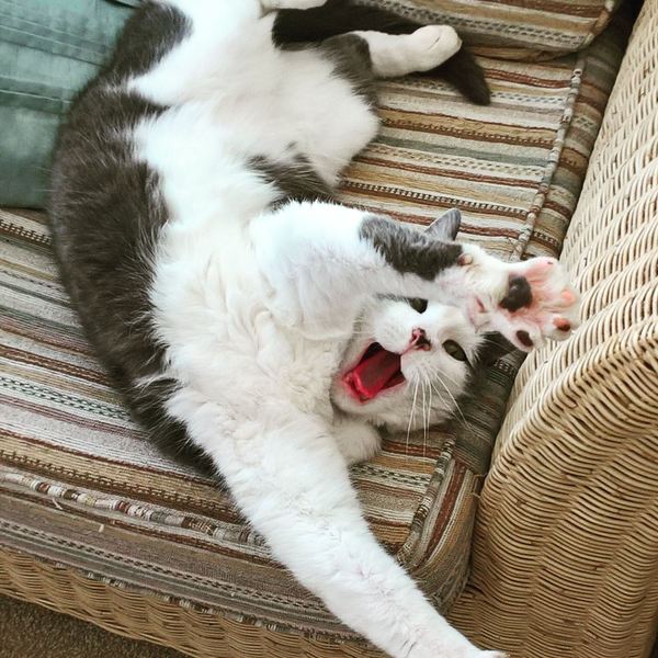 Cats still catting. What's your DCat up to today? Pt 3
