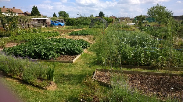 Allotment?Veg Patch Thread 10 - Plotmenters  busy into summer ! and loving James Wong