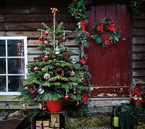 Does any want to look at xmas trees? I feel down in dumps