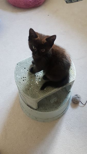 Another stray kitten!!!