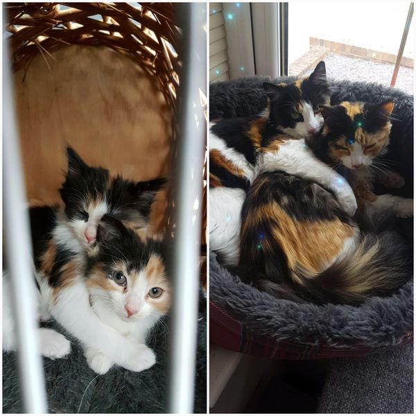 To love my kittens and want to see yours?