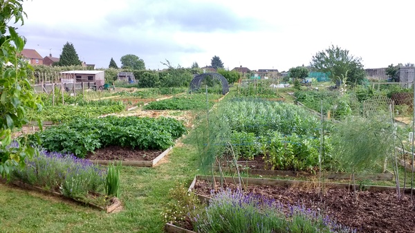 Allotment?Veg Patch Thread 10 - Plotmenters  busy into summer ! and loving James Wong
