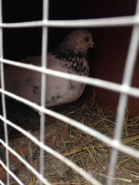 Anyone lost this? On my backstep if it's yours!