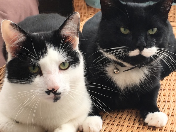 Tell us what your pets mean to you - for a chance to win a Fitbit Alta plus a copy of Finding Gobi. Now closed.