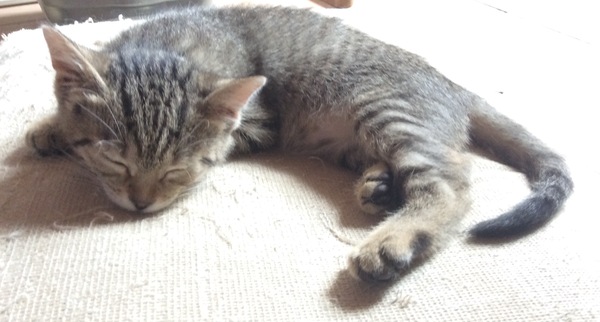 To love my kittens and want to see yours?