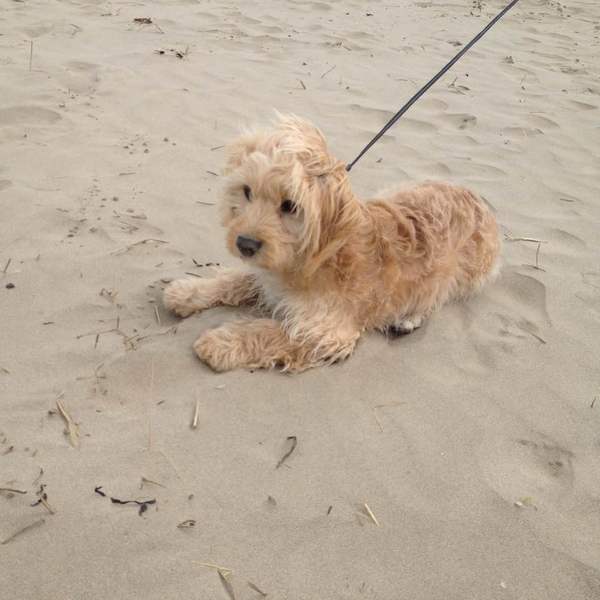 Tell us what your pets mean to you - for a chance to win a Fitbit Alta plus a copy of Finding Gobi. Now closed.