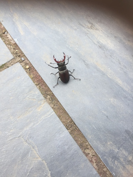 Dh has died and the MN lifesavers are helping us to keep our heads above water