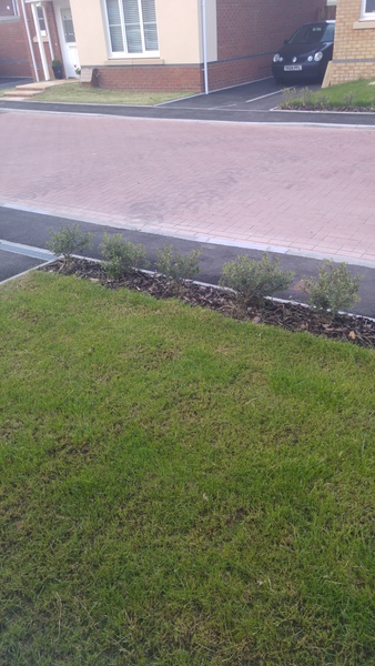 Front of house border ideas