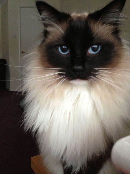 Is my kitten a Siamese or birman (pic)?