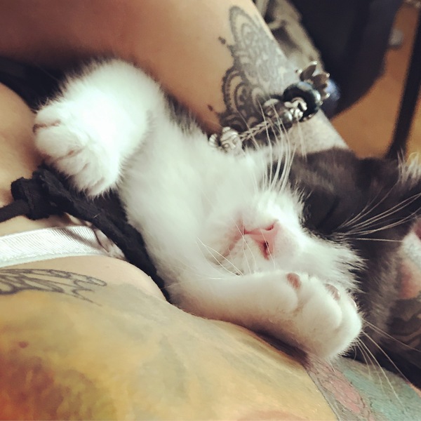 So who got a new kitten recently? Let's see then.
