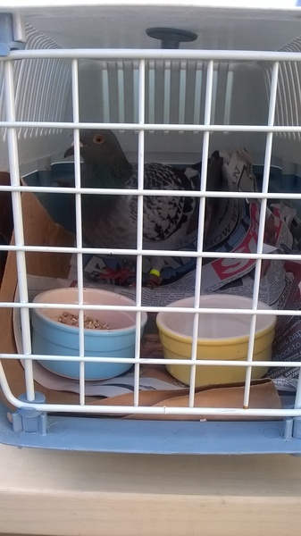 Anyone lost this? On my backstep if it's yours!